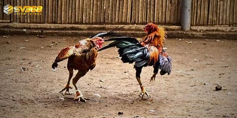 an toan uy tin toi tu thuong hieu sv368