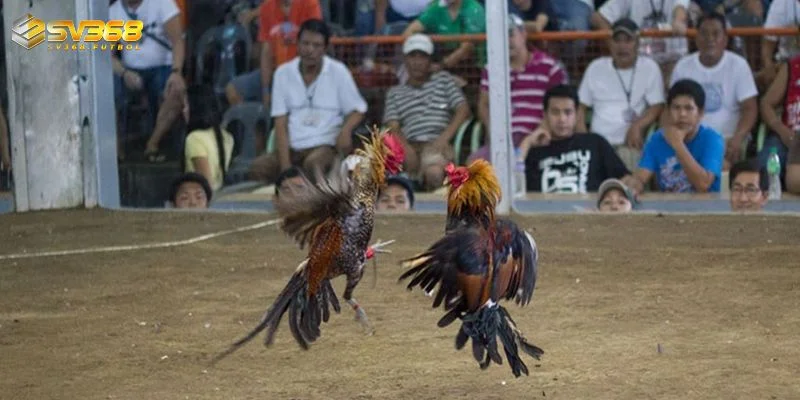 vi sao loai hinh da ga cua dao sv368 duoc san don